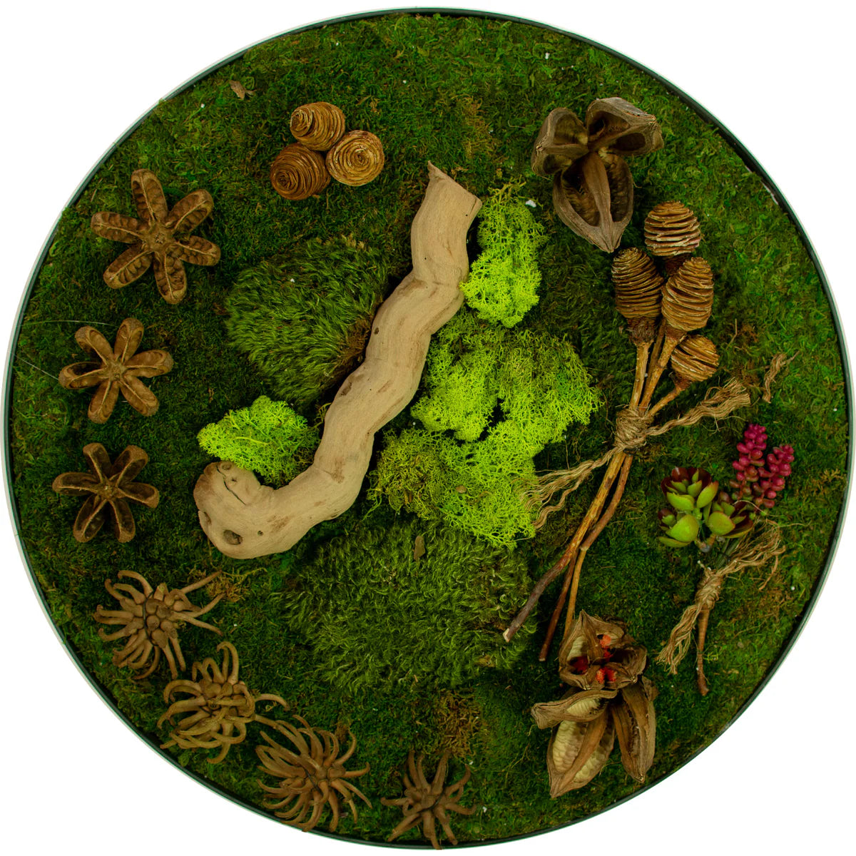 THE CIRCULAR MOSS & SUCCULENT WALL FRAME