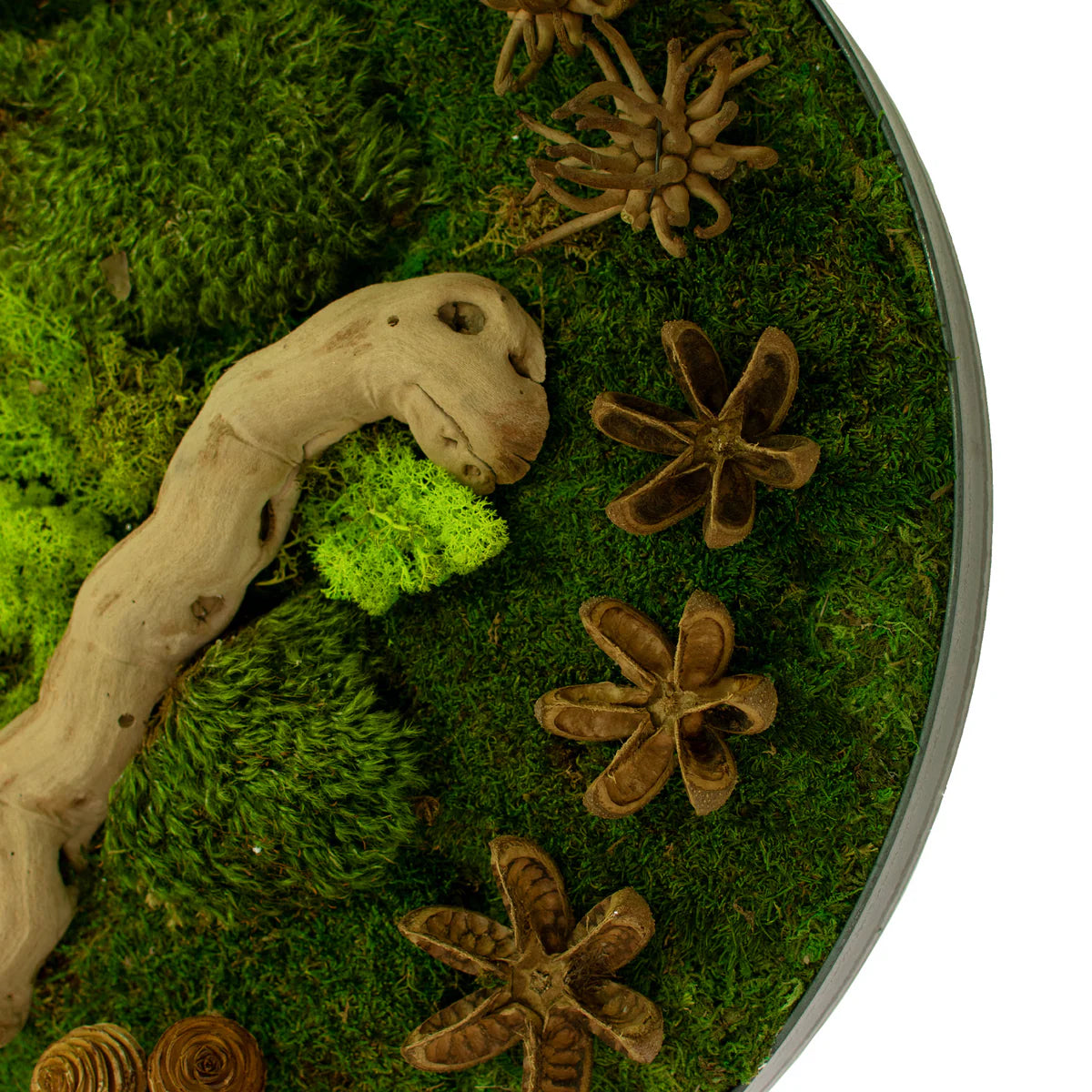 THE CIRCULAR MOSS & SUCCULENT WALL FRAME