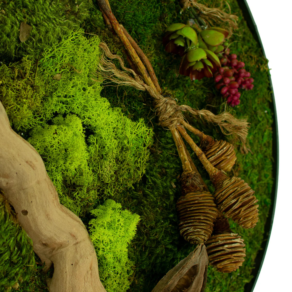 THE CIRCULAR MOSS & SUCCULENT WALL FRAME