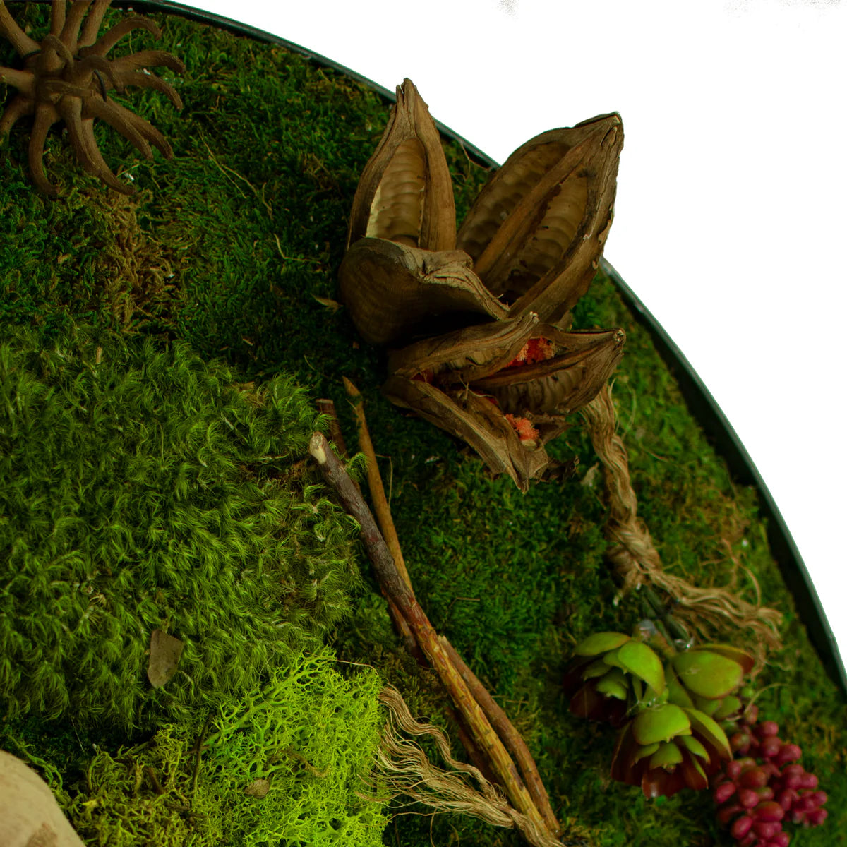 THE CIRCULAR MOSS & SUCCULENT WALL FRAME