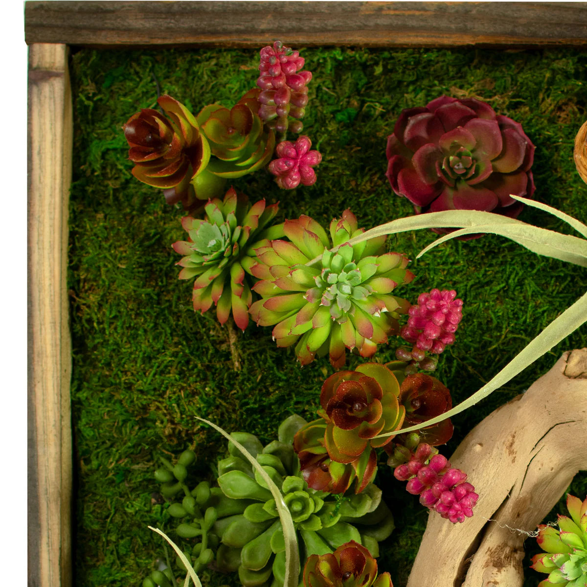 THE MONTEREY SUCCULENT & MOSS FRAME