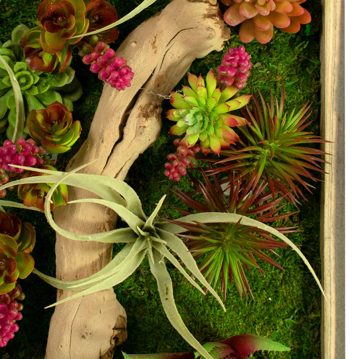 THE MONTEREY SUCCULENT & MOSS FRAME