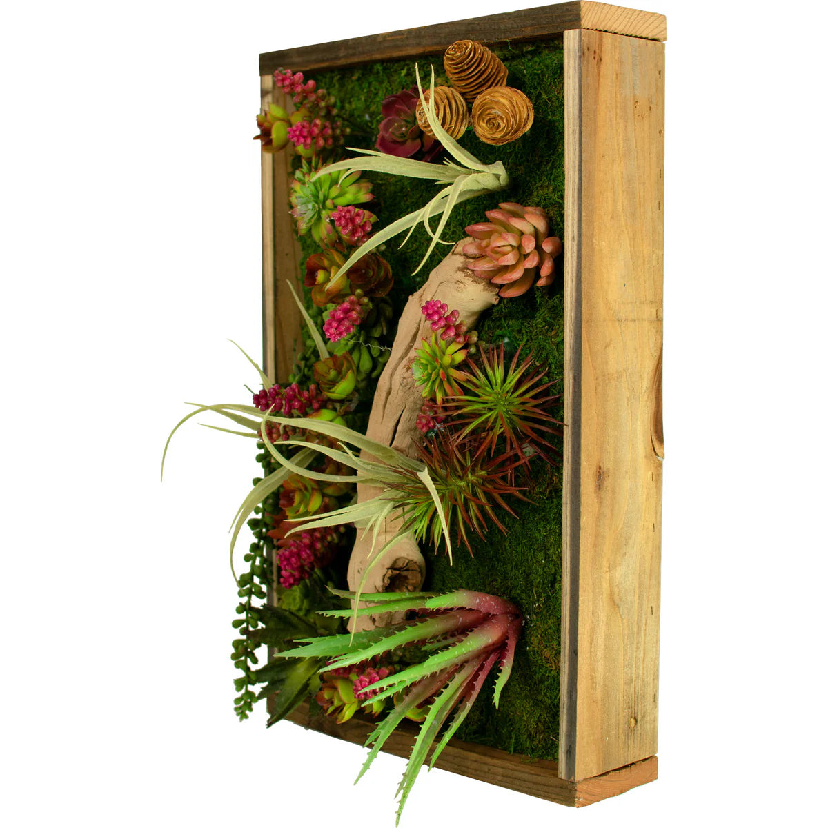THE MONTEREY SUCCULENT & MOSS FRAME