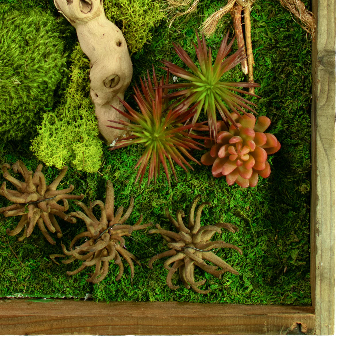 THE CALIFORNIA MOSS & SUCCULENT FRAME