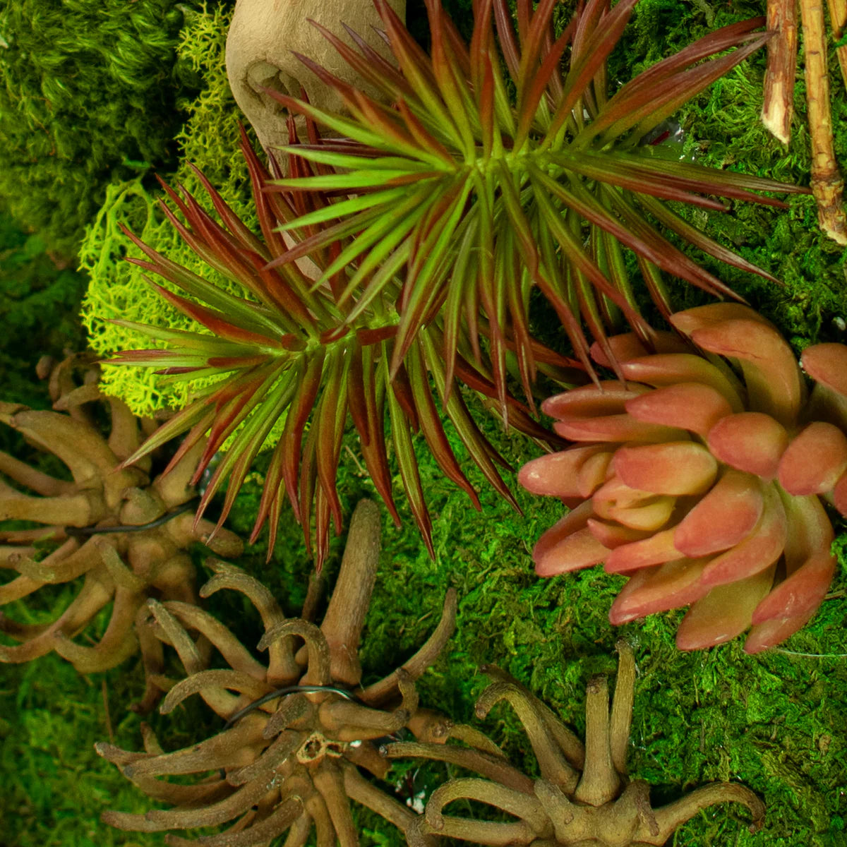 THE CALIFORNIA MOSS & SUCCULENT FRAME