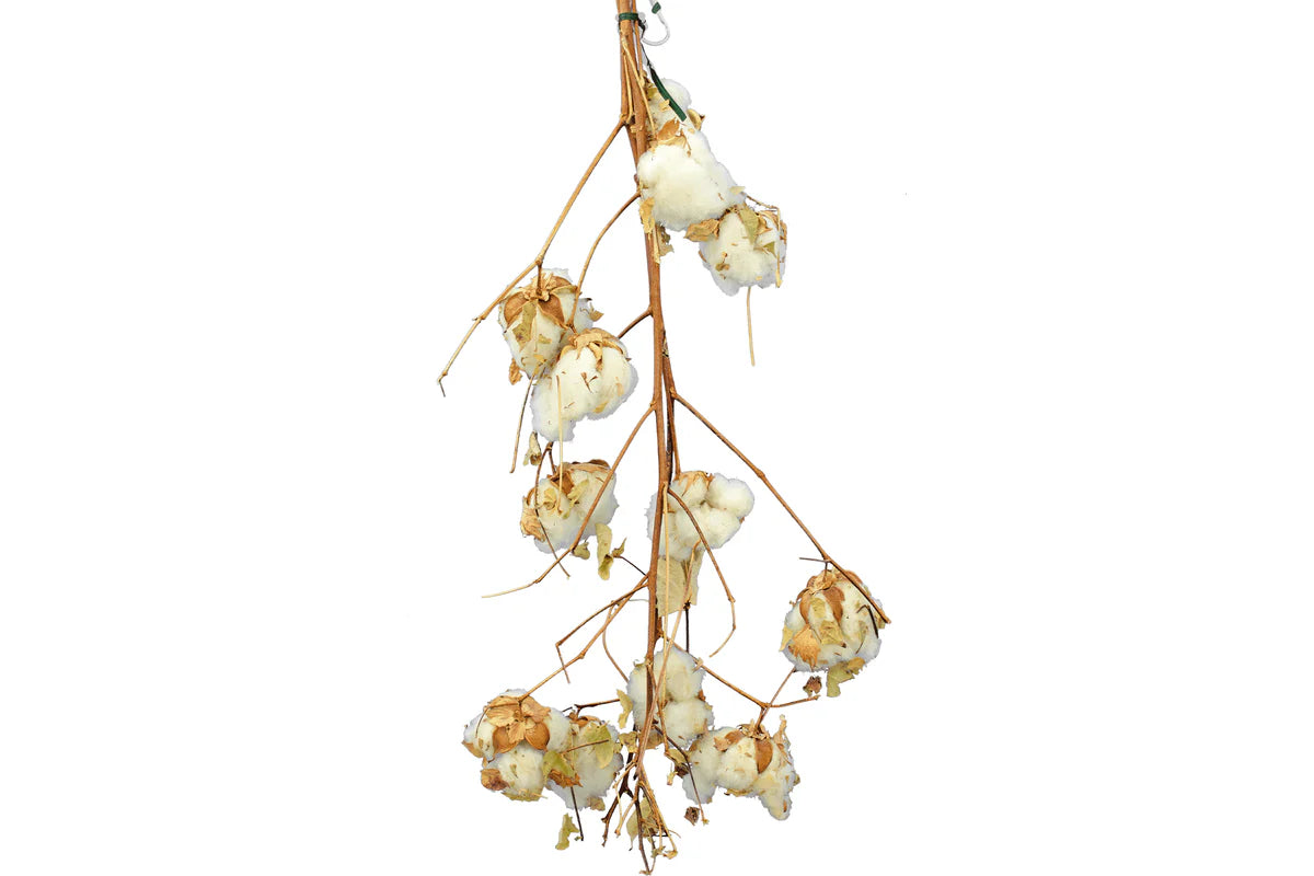 COTTON STALK NATURAL BRANCH