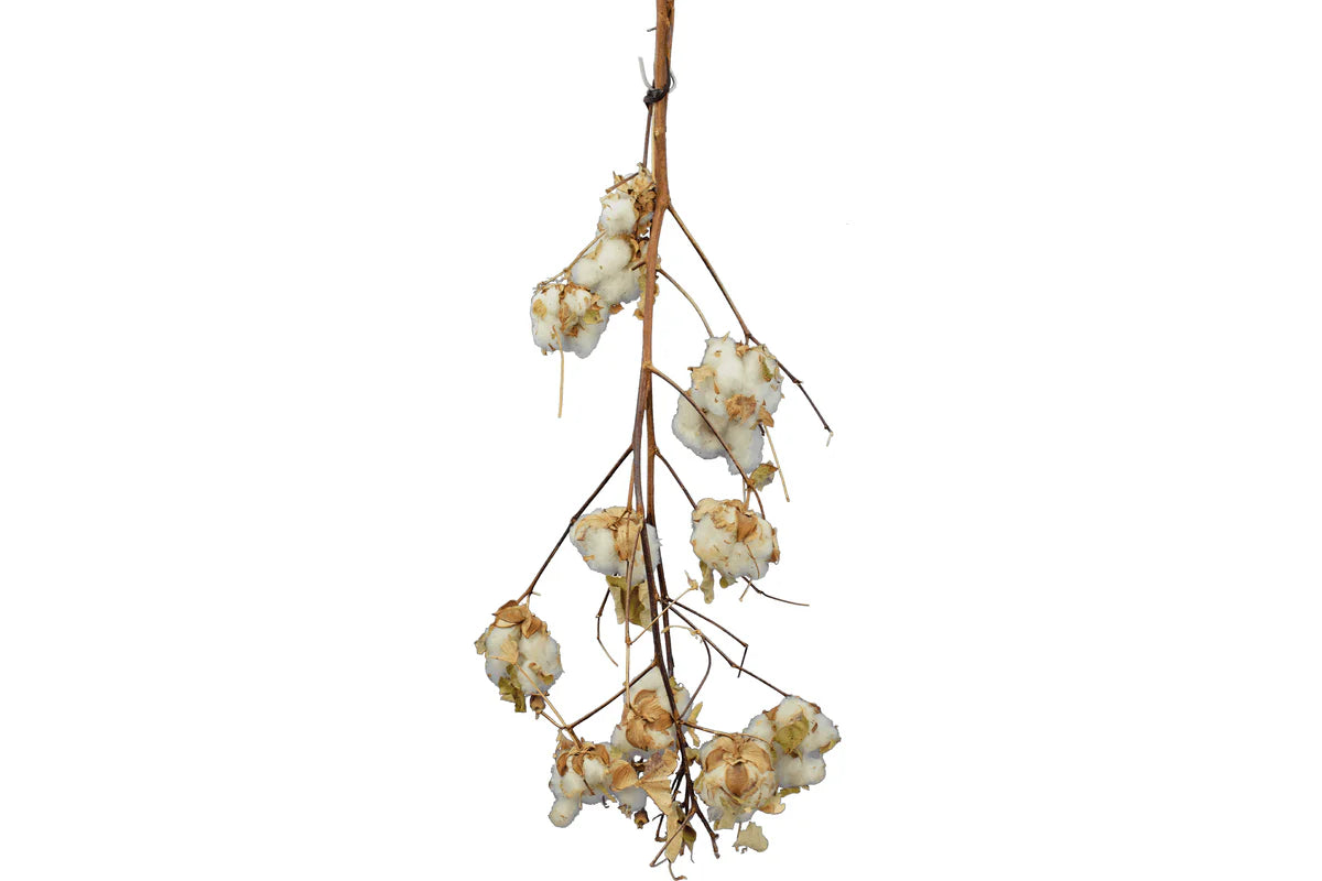 COTTON STALK NATURAL BRANCH
