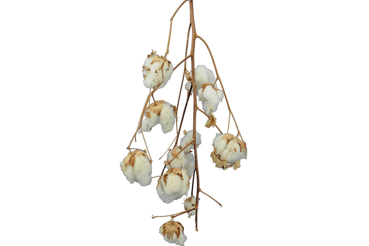 COTTON STALK NATURAL BRANCH