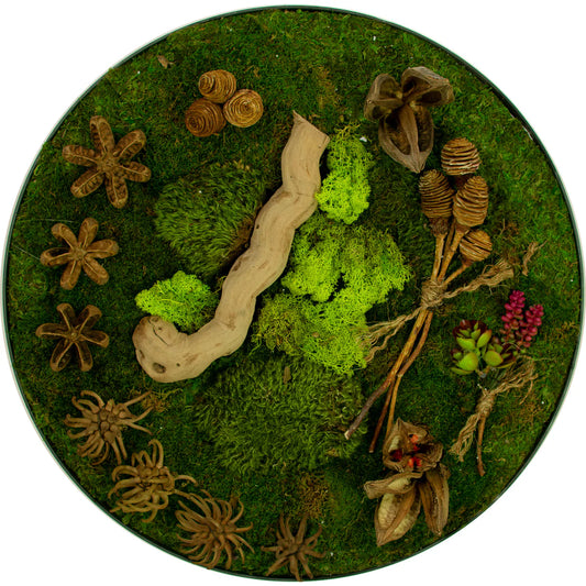 THE CIRCULAR MOSS & SUCCULENT WALL FRAME