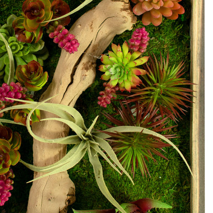 THE MONTEREY SUCCULENT & MOSS FRAME