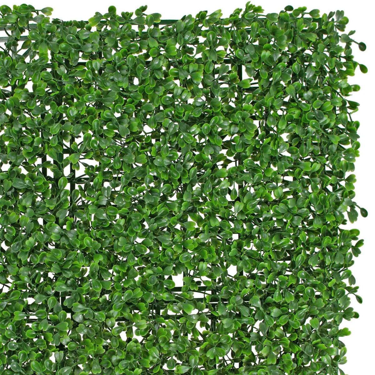 BOXWOOD TOPIARY WALL PANELS 8 SQFT