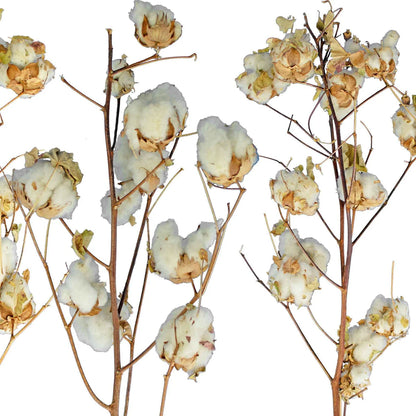 COTTON STALK NATURAL BRANCH