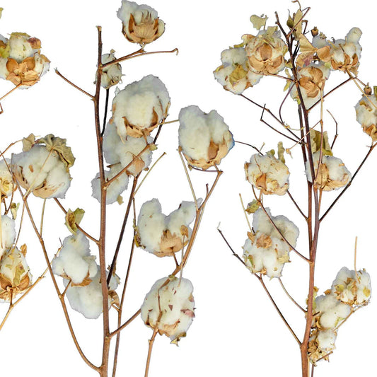 COTTON STALK NATURAL BRANCH