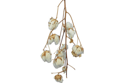 COTTON STALK NATURAL BRANCH