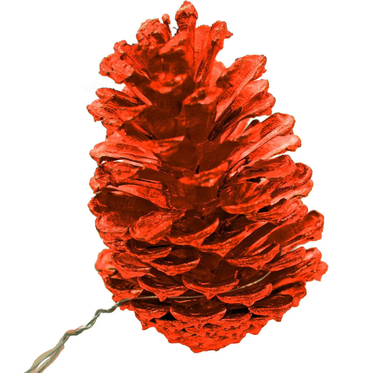 ORANGE PINE CONES
