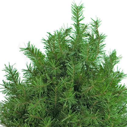 PREMIER PRE-LIT PINE CHRISTMAS TREE